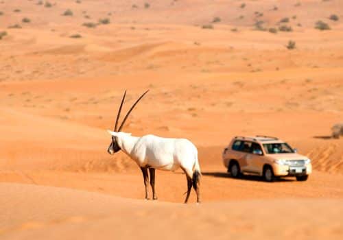 Al Maha (3)