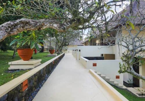 Alila Manggis (3)