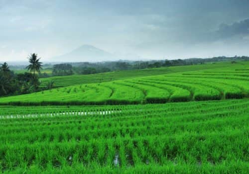 Bali Pacto (5)