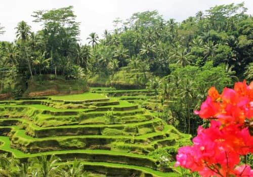 Bali Pacto (8)