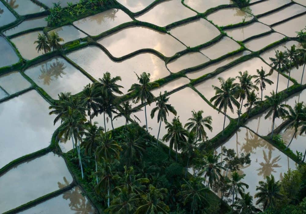 Bali COMO (9)
