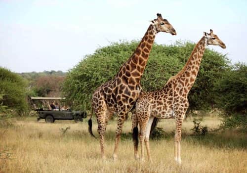 Camp Jabulani (10)