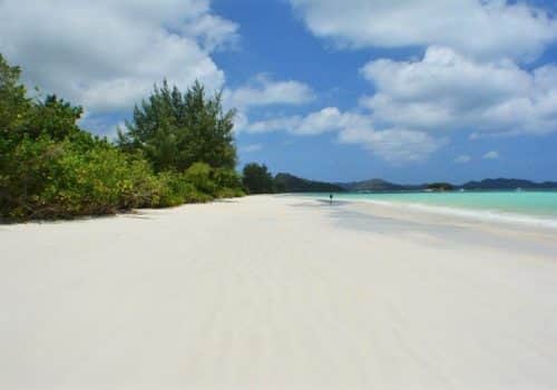 Heliconia Grove (9)