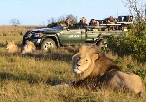 Kariega-lion