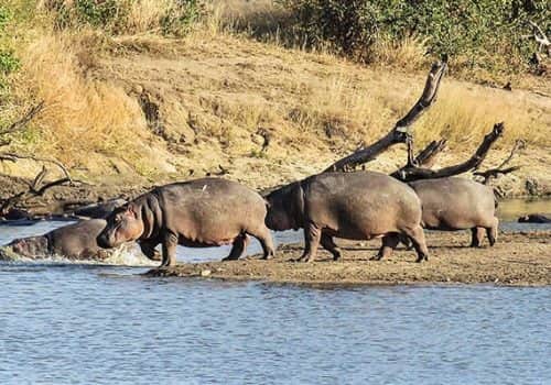Krüger Nationalpark - Idube Game Reserve - Südafrika Safari Lodge (3)