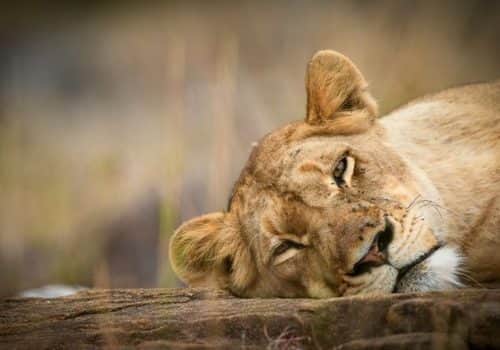 Lion.__19
