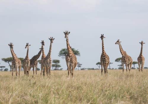 Mara West Camp (16)