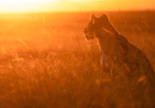 Mara West Camp (17)