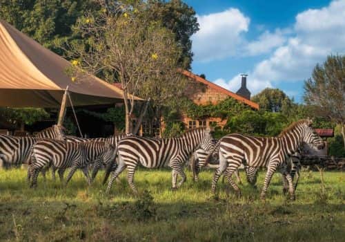 Mara West Camp (7)