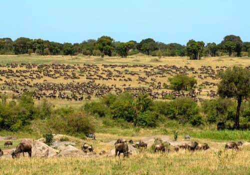Ndutu Kati Kati Tented Camp (3)