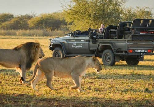 On Safari