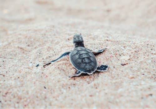 Ras Al Jinz Turtle Reserve (1)