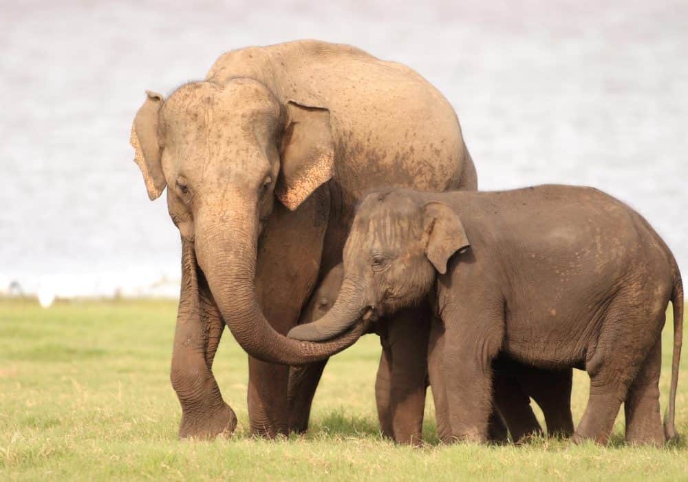 Sri Lanka Minneriya NP (1)