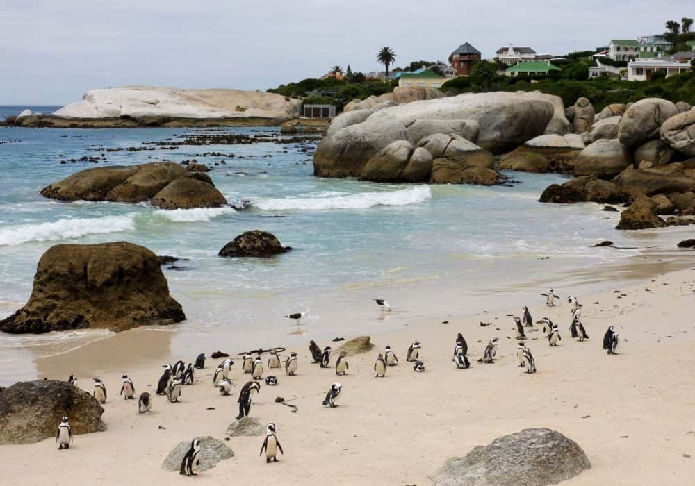 Südafrika (5)
