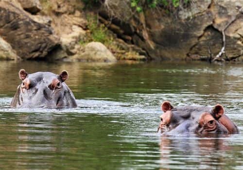 Südafrika Ferien - Kariega Game Reserve - Malariafreies Wildreservat (10)