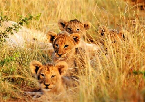 Südafrika Ferien - Kariega Game Reserve - Malariafreies Wildreservat (11)
