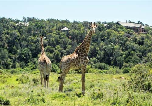 Südafrika Ferien - Kariega Game Reserve - Malariafreies Wildreservat (6)