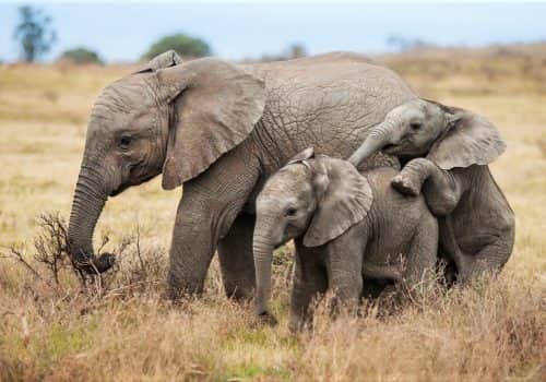 Südafrika Ferien - Kariega Game Reserve - Malariafreies Wildreservat (9)