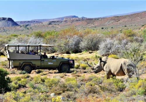 Südafrika Safari - Sanbona Wildlife Reserve - Ferien Südafrika (4)