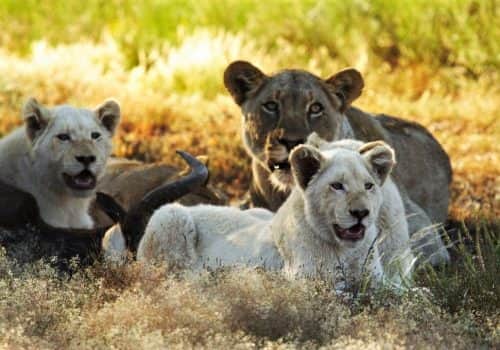 Südafrika Safari - Sanbona Wildlife Reserve - Ferien Südafrika (5)