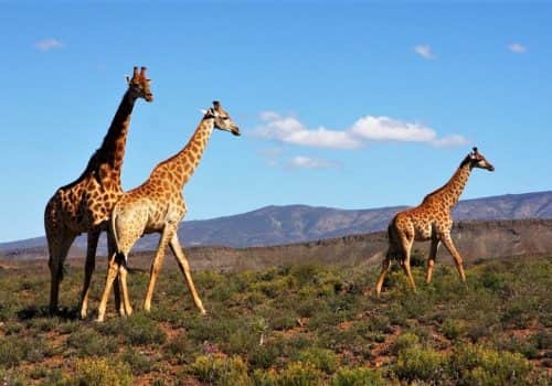 Südafrika Safari - Sanbona Wildlife Reserve - Ferien Südafrika (6)