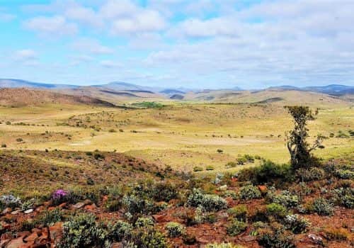 Südafrika Safari - Sanbona Wildlife Reserve - Ferien Südafrika (7)