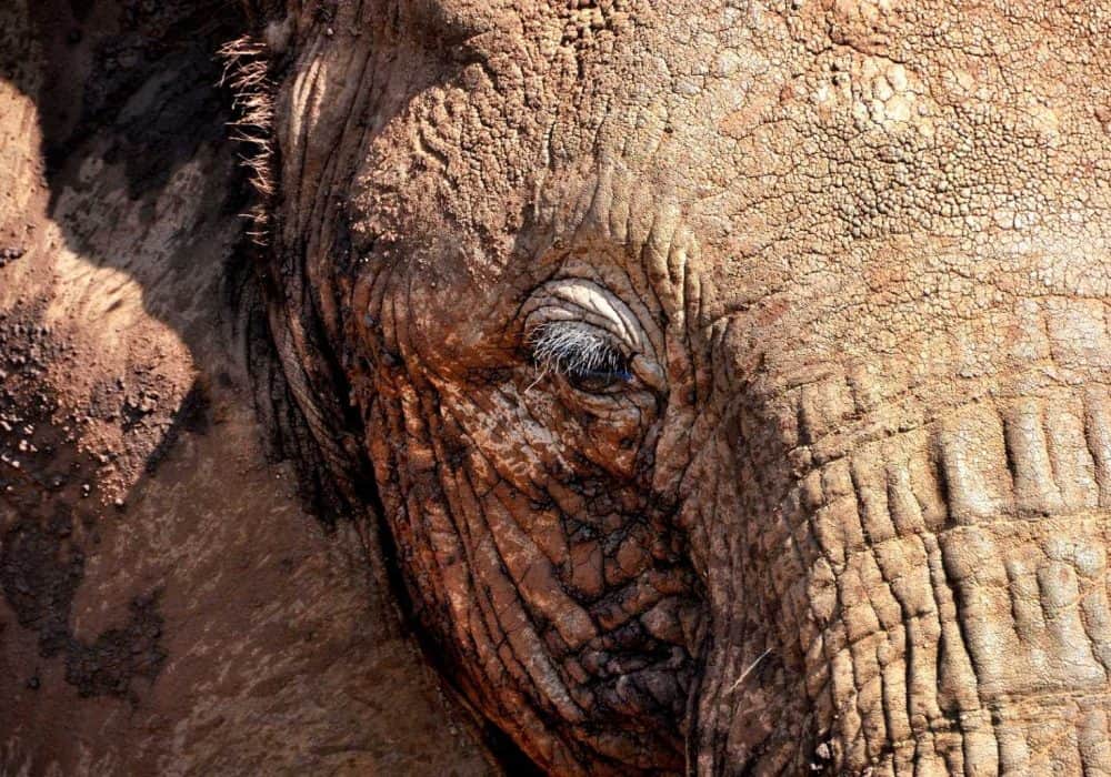 Tansania Wildlife (7)