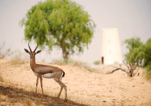 The Ritz-Carlton Ras Al Khaimah, Al Wadi Desert (18)