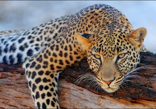 dulini-leadwood-lodge-leopard
